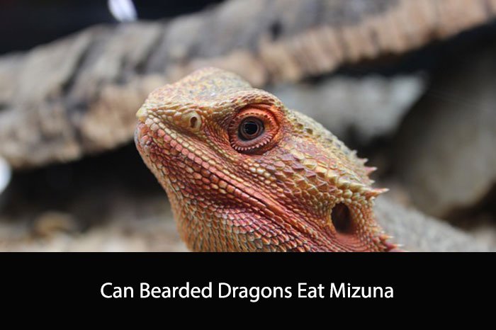 Can Bearded Dragons Eat Mizuna