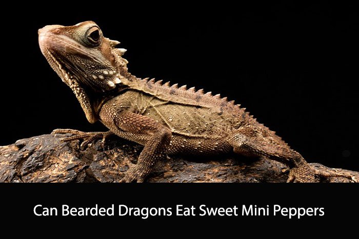 Can Bearded Dragons Eat Sweet Mini Peppers