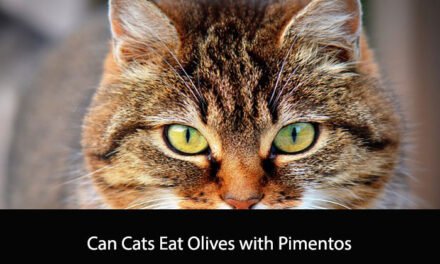 Can Cats Eat Olives with Pimentos