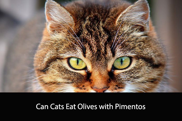Can Cats Eat Olives with Pimentos