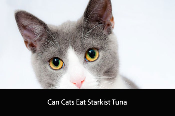 Can Cats Eat Starkist Tuna