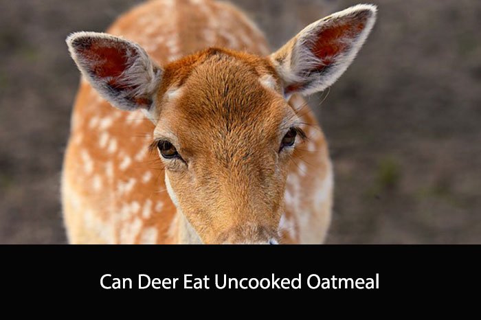 Can Deer Eat Uncooked Oatmeal
