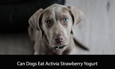 Can Dogs Eat Activia Strawberry Yogurt