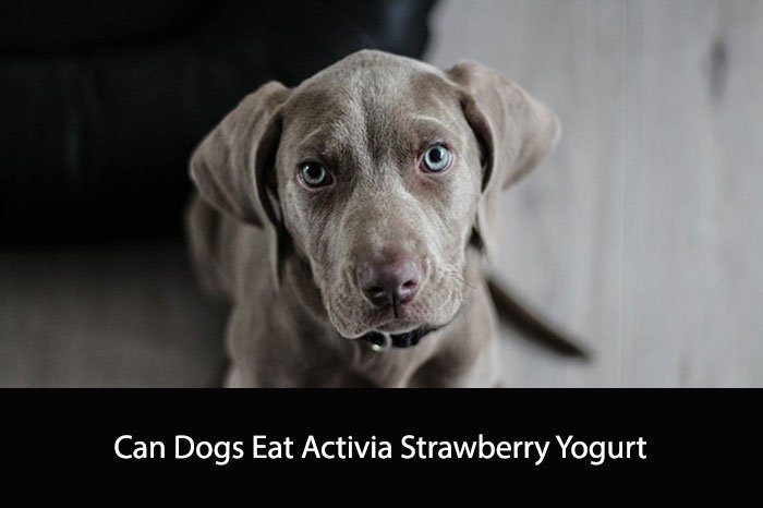 Can Dogs Eat Activia Strawberry Yogurt