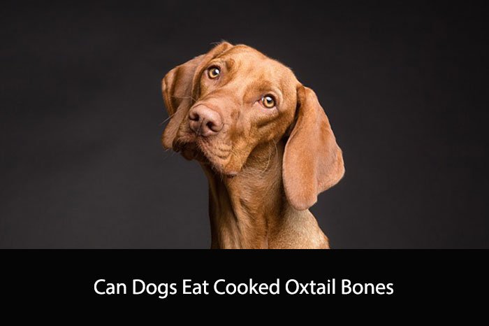 Can Dogs Eat Cooked Oxtail Bones