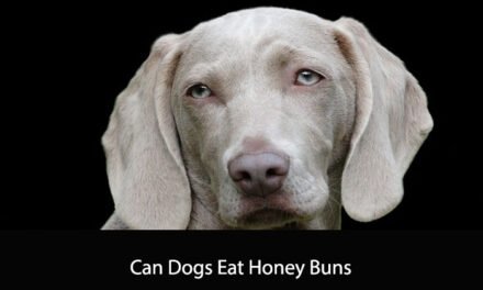 Can Dogs Eat Honey Buns