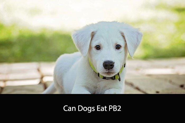 Can Dogs Eat PB2