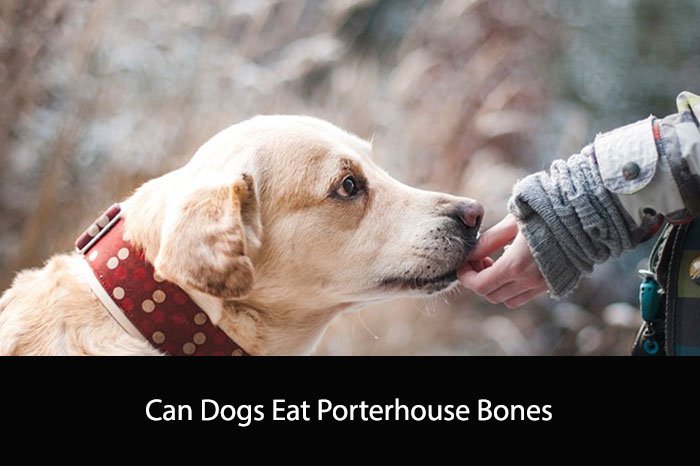 Can Dogs Eat Porterhouse Bones
