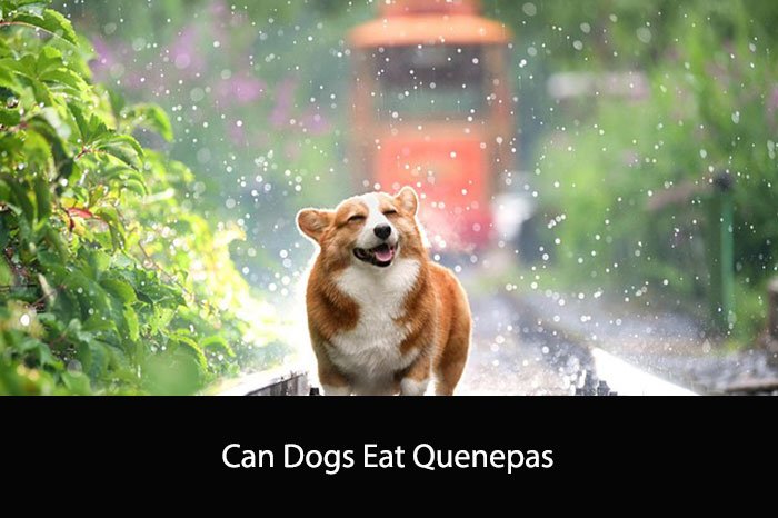 Can Dogs Eat Quenepas