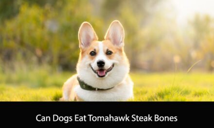 Can Dogs Eat Tomahawk Steak Bones