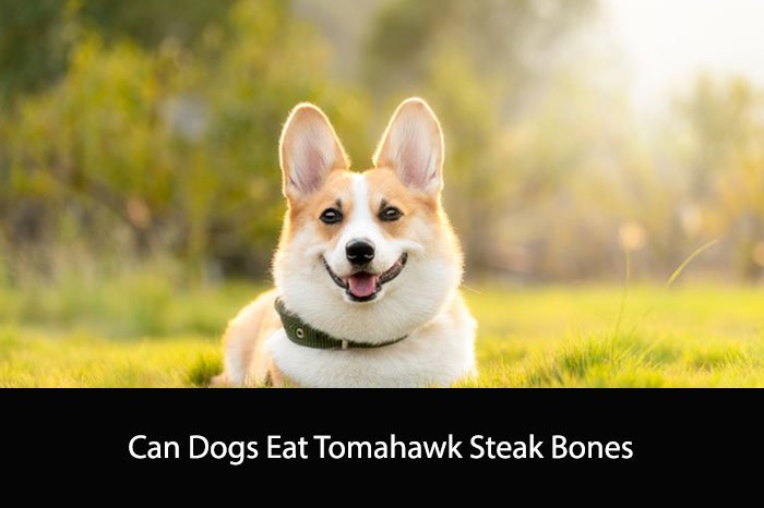 Can Dogs Eat Tomahawk Steak Bones