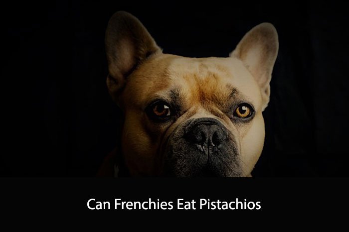 Can Frenchies Eat Pistachios