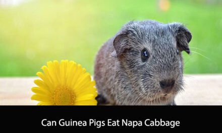 Can Guinea Pigs Eat Napa Cabbage