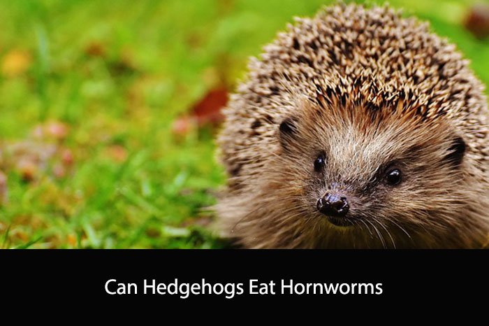Can Hedgehogs Eat Hornworms