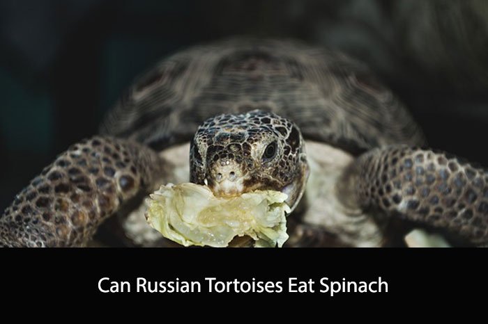 Can Russian Tortoises Eat Spinach