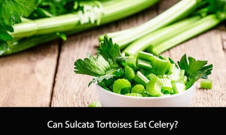 Can Sulcata Tortoises Eat Celery?