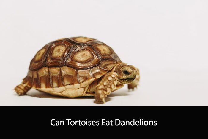 Can Tortoises Eat Dandelions