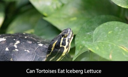 Can Tortoises Eat Iceberg Lettuce