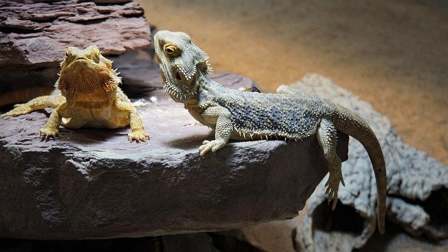 Can Bearded Dragons Eat Sweet Mini Peppers