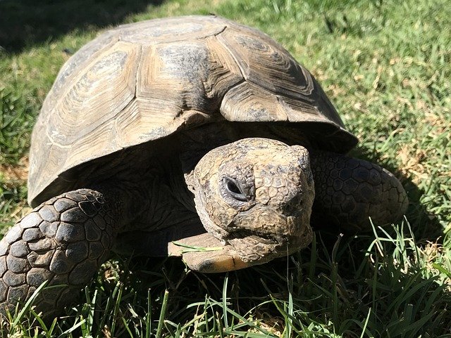 Can Russian Tortoises Eat Spinach
