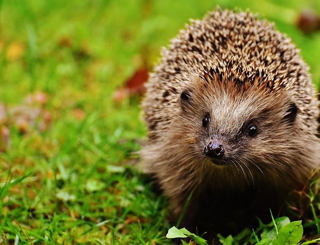 Can Hedgehogs Eat Hornworms