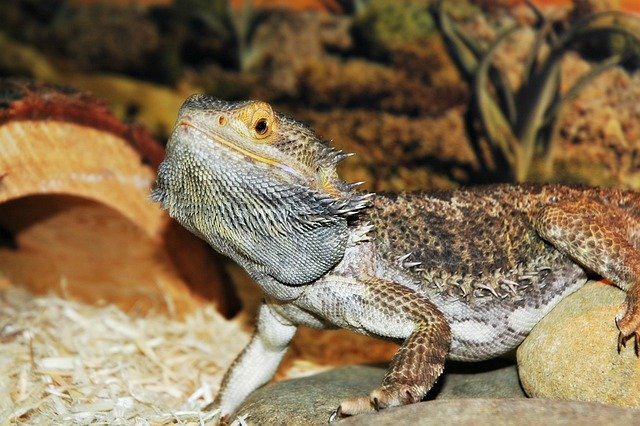 Can Bearded Dragons Eat Lanternflies