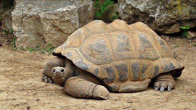 Can Desert Tortoises Eat Watermelon