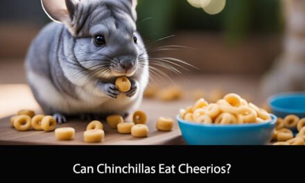 Can Chinchillas Eat Cheerios?