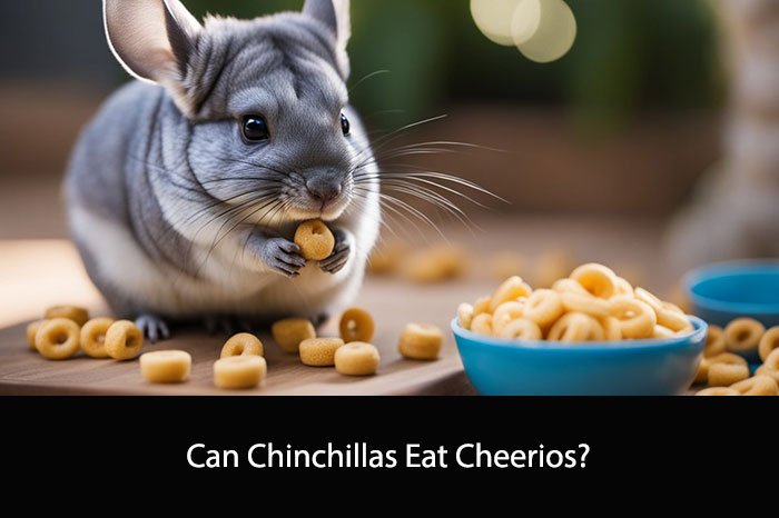 Can Chinchillas Eat Cheerios?