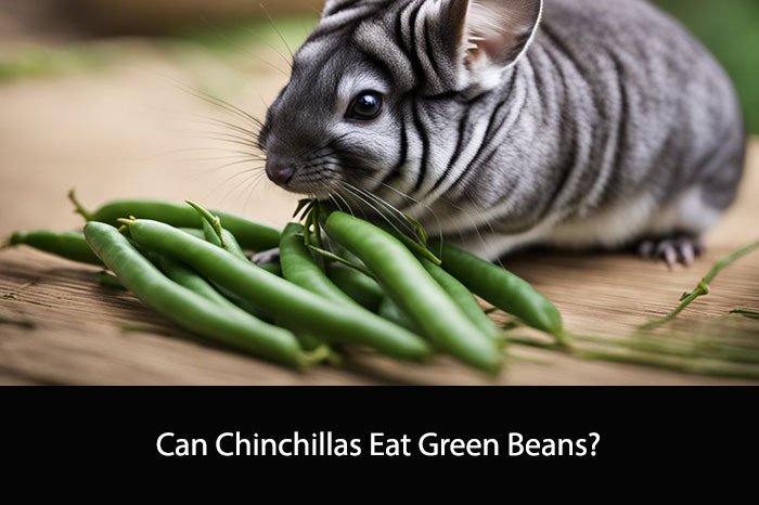 Can Chinchillas Eat Green Beans?