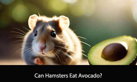 Can Hamsters Eat Avocado?