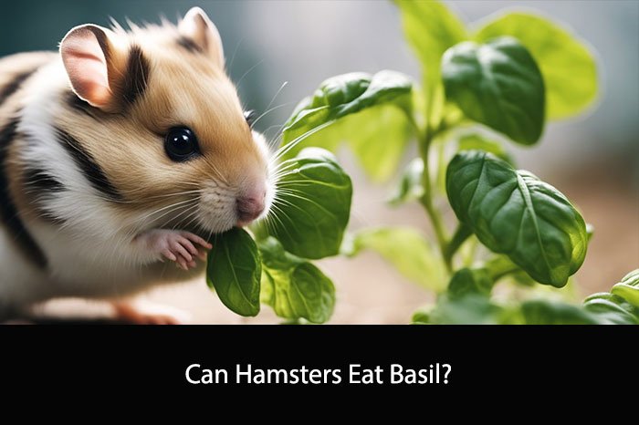 Can Hamsters Eat Basil?