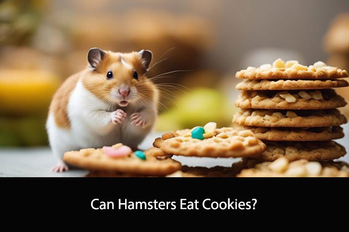 Can Hamsters Eat Cookies?