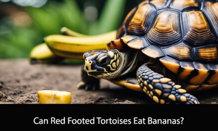 Can Red Footed Tortoises Eat Bananas?