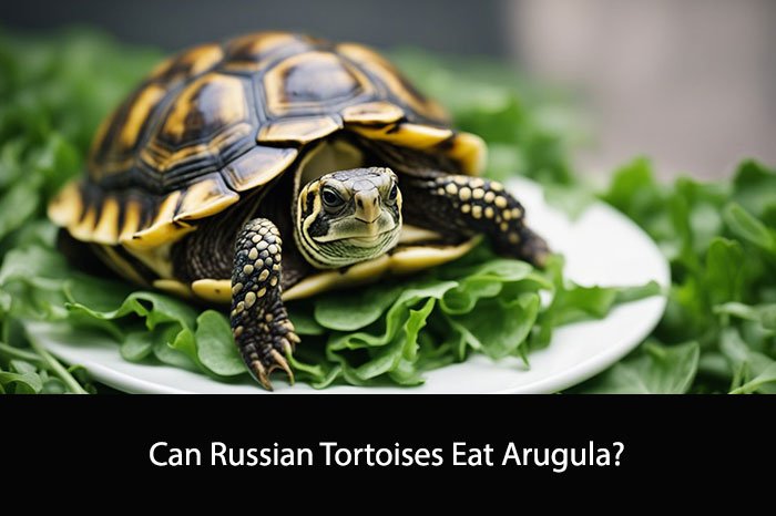 Can Russian Tortoises Eat Arugula?