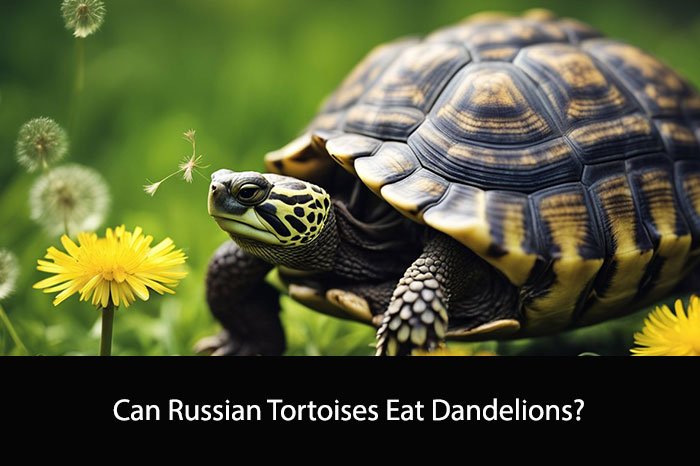 Can Russian Tortoises Eat Dandelions?