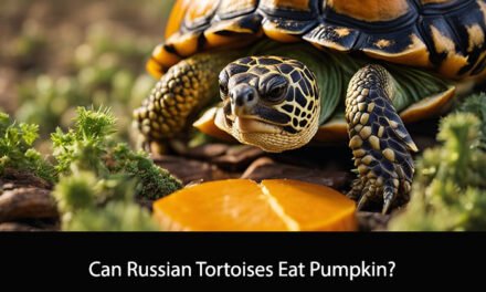 Can Russian Tortoises Eat Pumpkin?