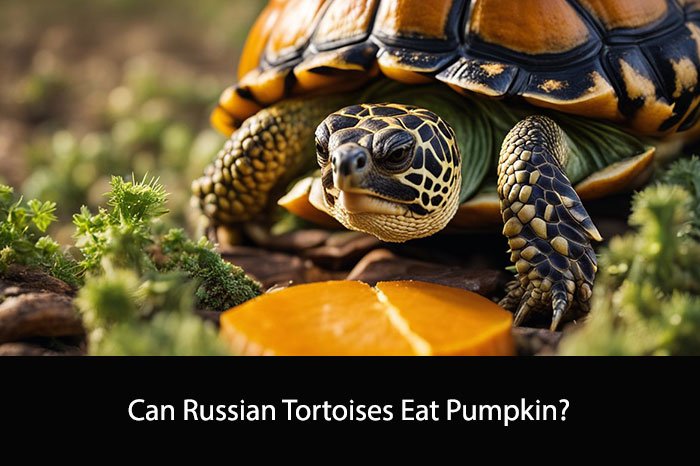 Can Russian Tortoises Eat Pumpkin?