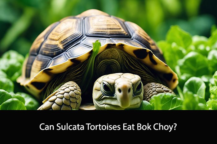 Can Sulcata Tortoises Eat Bok Choy?
