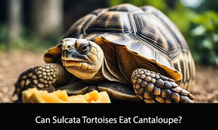 Can Sulcata Tortoises Eat Cantaloupe?