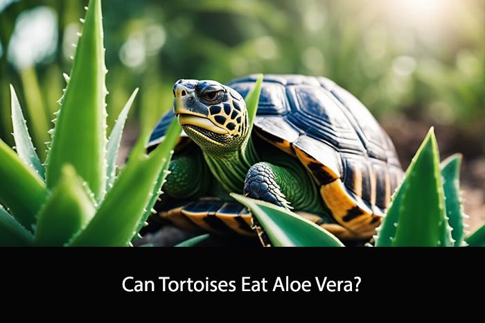 Can Tortoises Eat Aloe Vera?