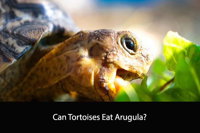 Can Tortoises Eat Arugula?