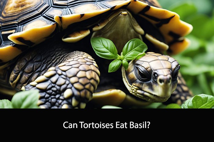 Can Tortoises Eat Basil?