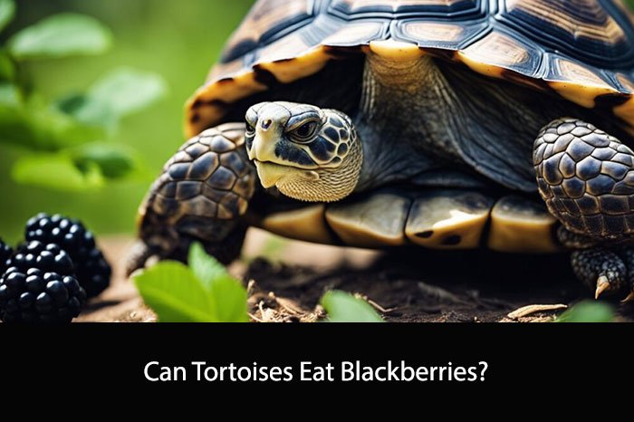 Can Tortoises Eat Blackberries?