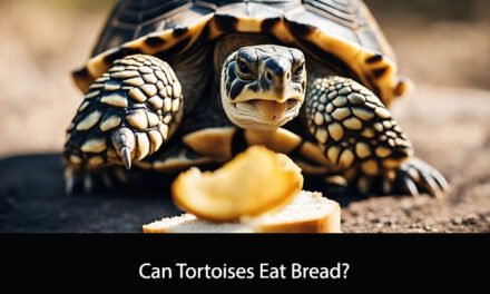 Can Tortoises Eat Bread?