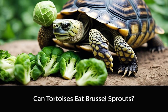 Can Tortoises Eat Brussel Sprouts?