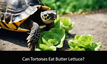 Can Tortoises Eat Butter Lettuce?
