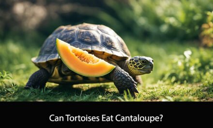 Can Tortoises Eat Cantaloupe?