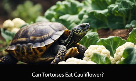 Can Tortoises Eat Cauliflower?