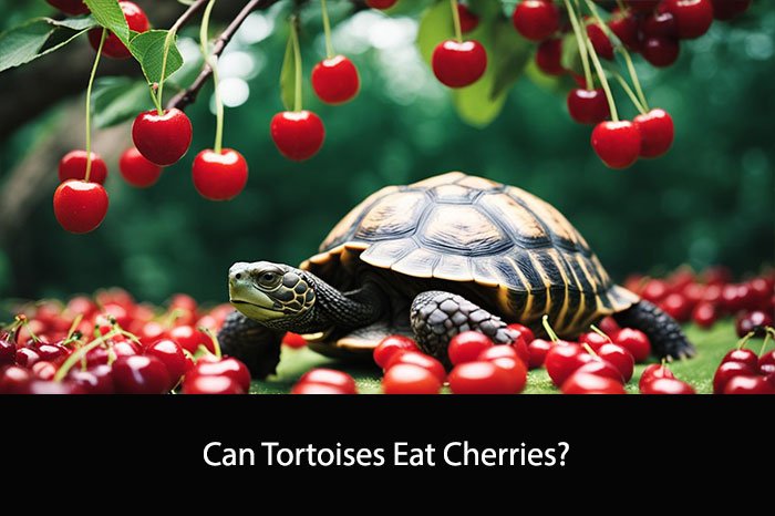 Can Tortoises Eat Cherries?
